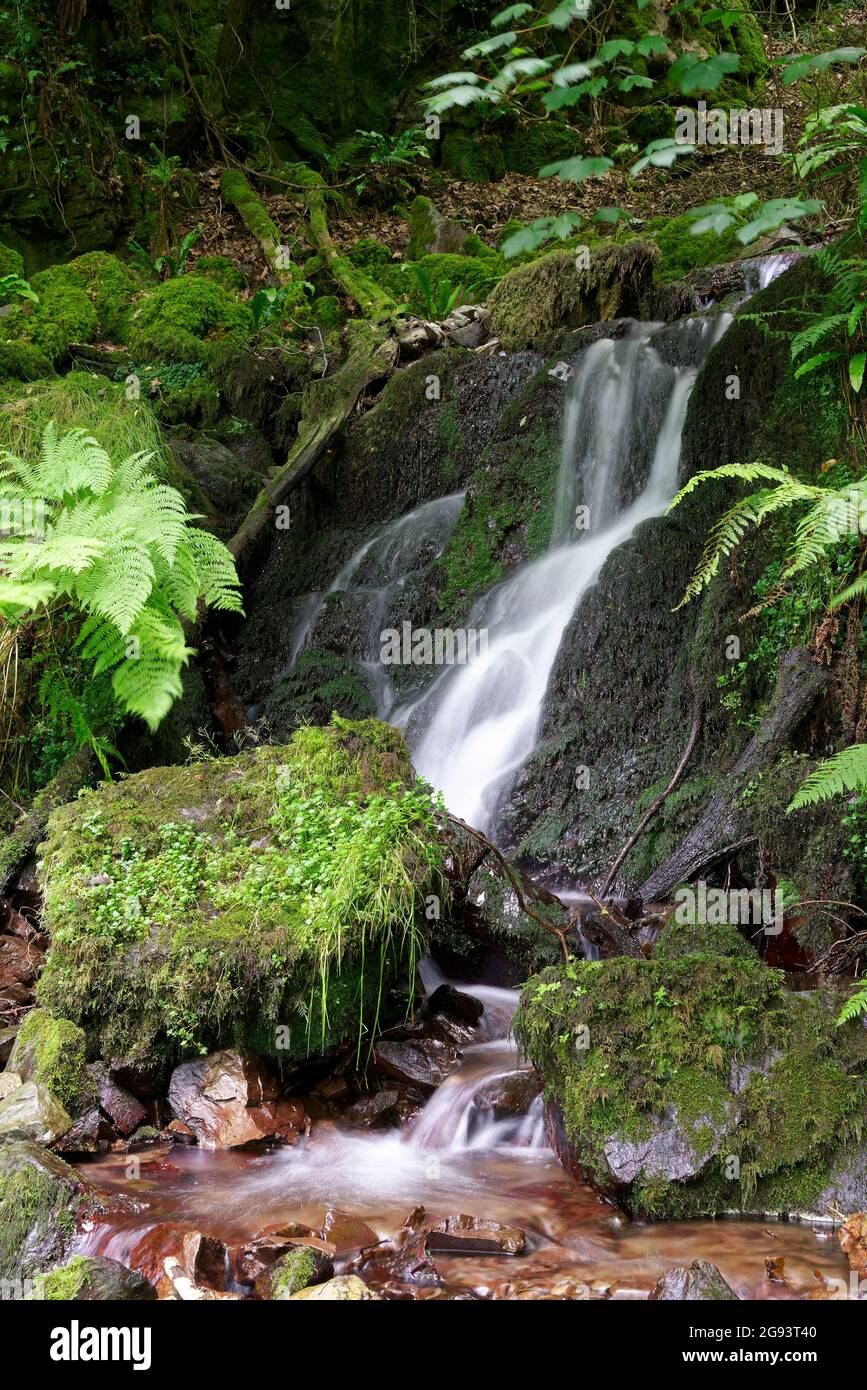 Waterfall in Twitchin Combe, Exmoor Coast, Somerset Stock Photo