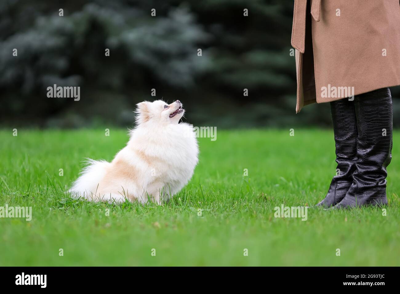 White pomeranian spitz training obedience with owner outdoors Stock Photo