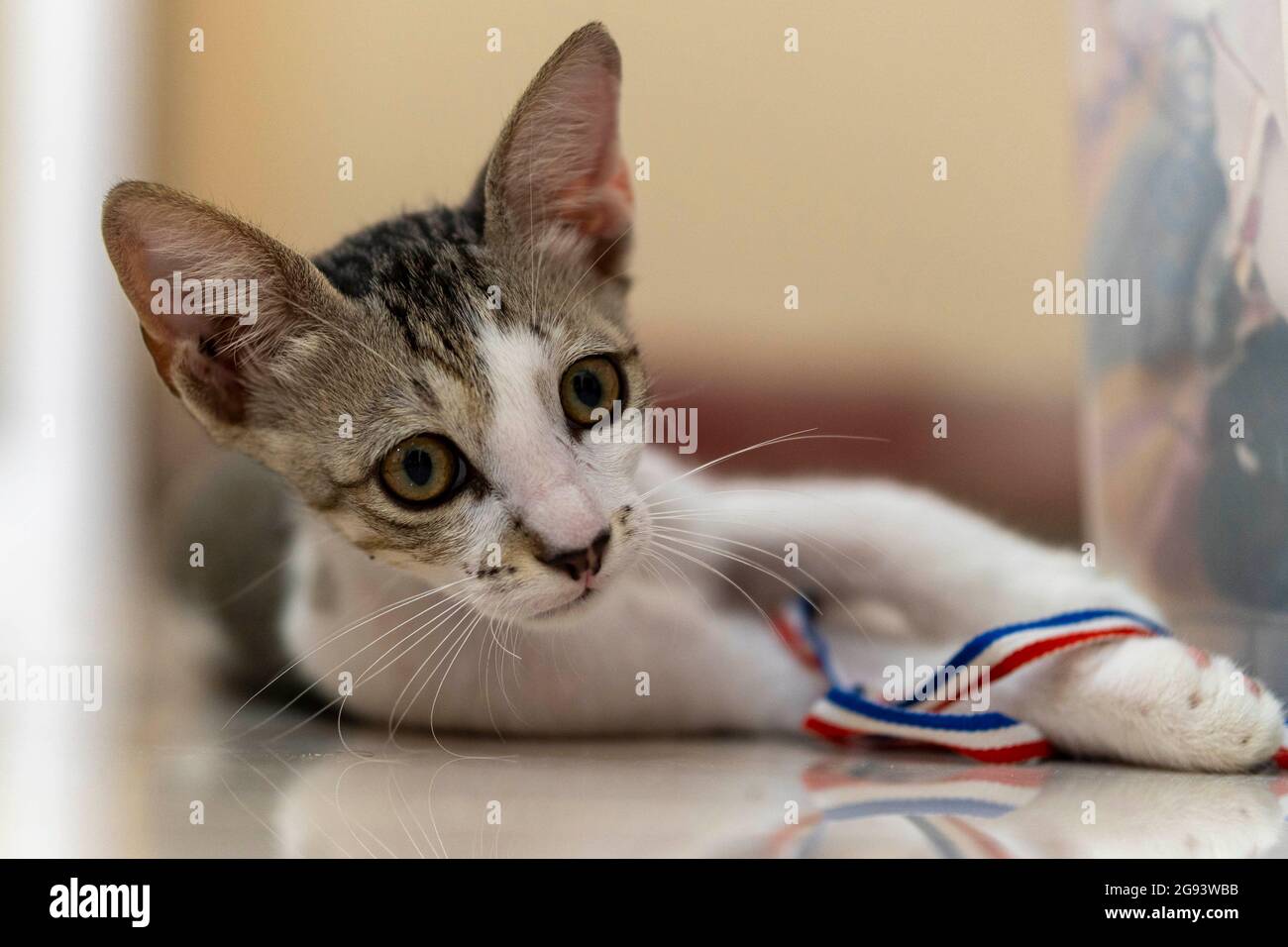 Cute pet cat lying down on tiles looking up indoors. Stock Photo