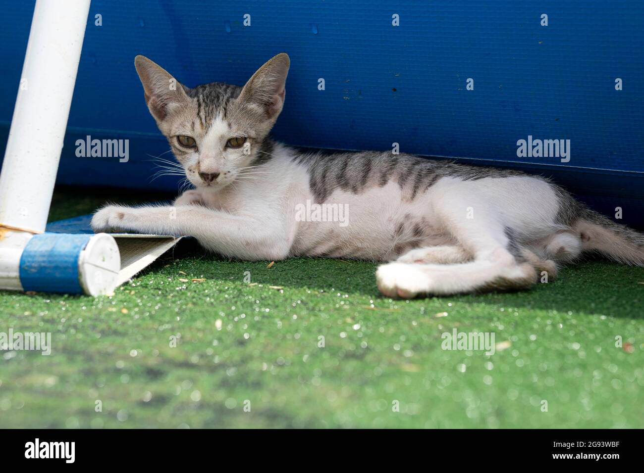 Cute pet cat resting outide lying down on grass with blue background. Stock Photo