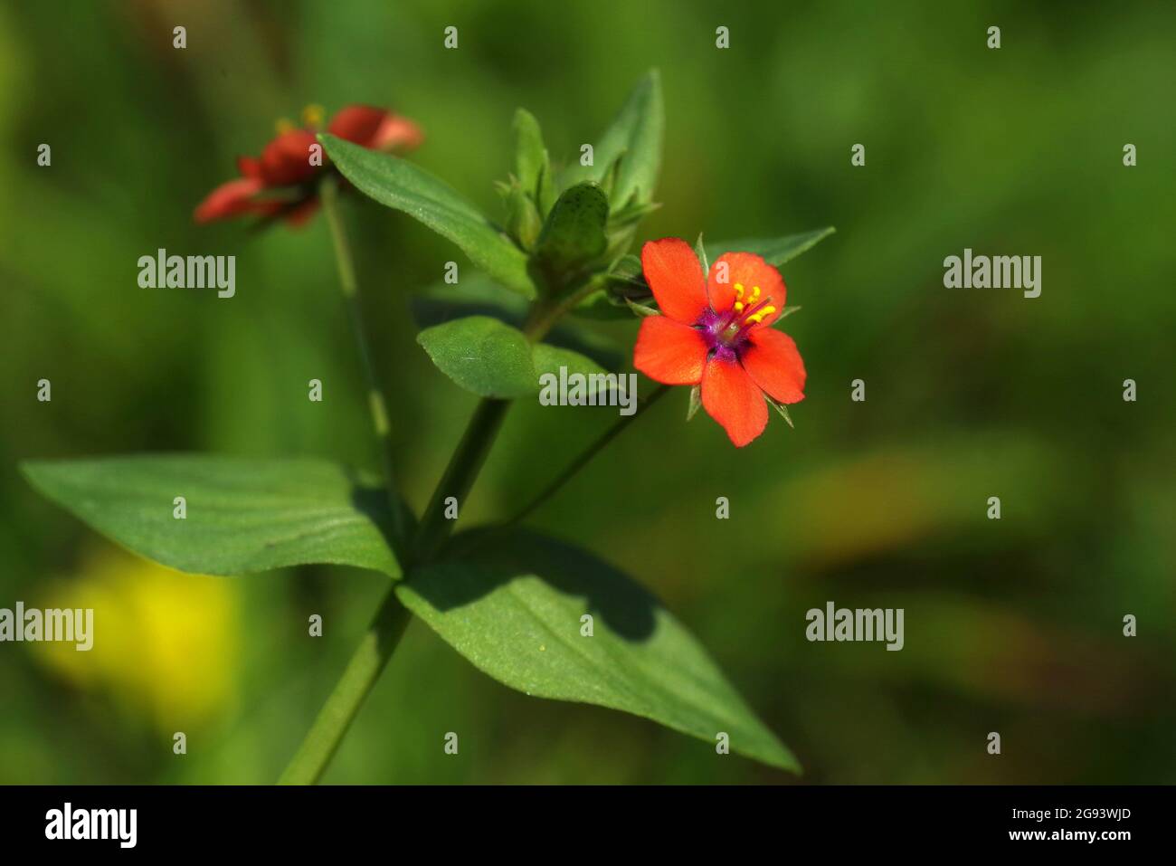 closeup of bright red scarlet pimpernel wildflower on green background Stock Photo