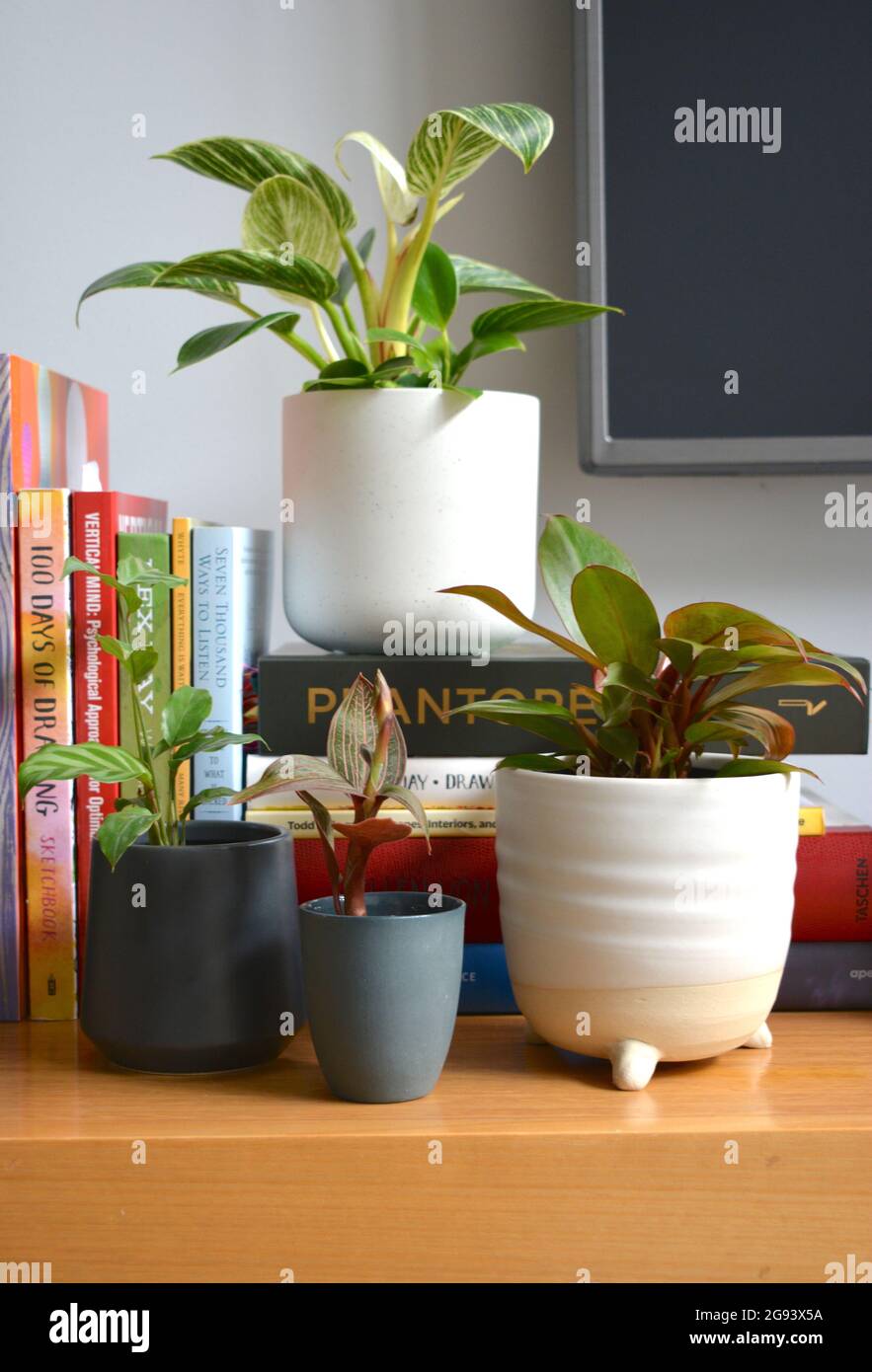 SYDNEY, AUSTRALIA Jun 04, 2021 The various houseplants in a cozy