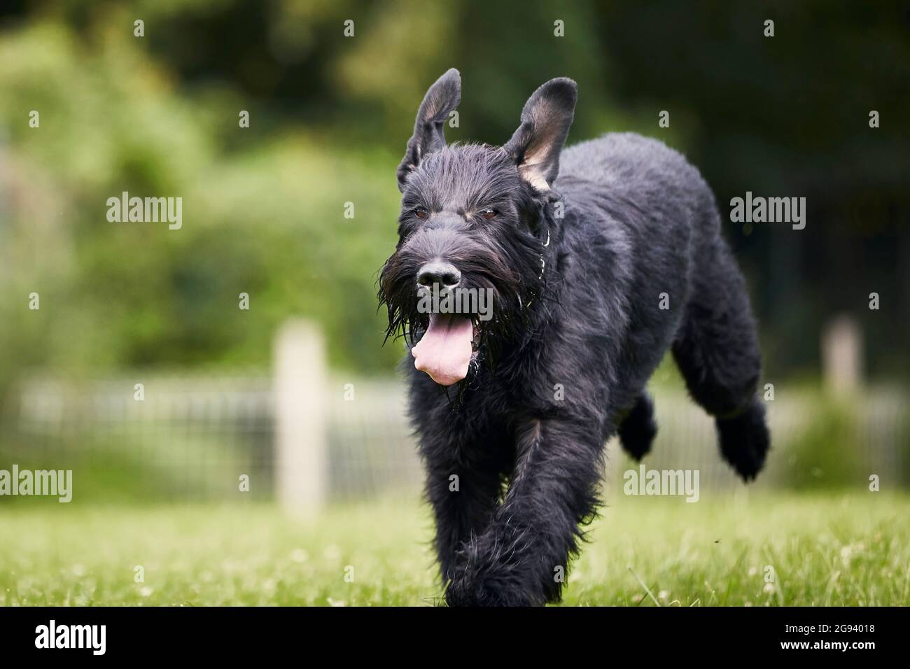 Dog running in grass. Black Giant Schnauzer sprinting on meadow during summer day. Stock Photo