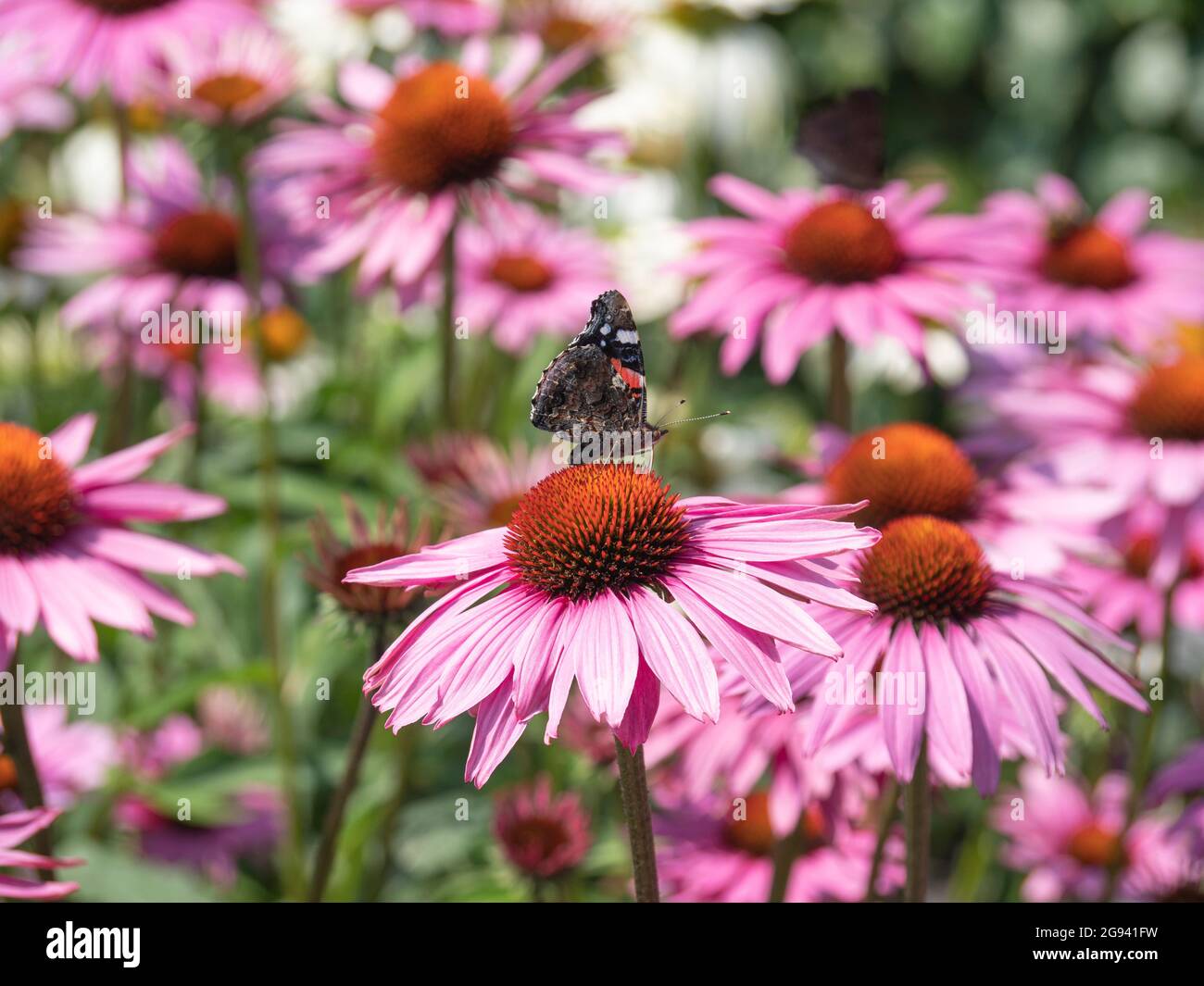 The Vanessa atalanta or the admiral butterfly sitting on a flower called the Coneflower, or latin name the Echinacea purpurea Stock Photo