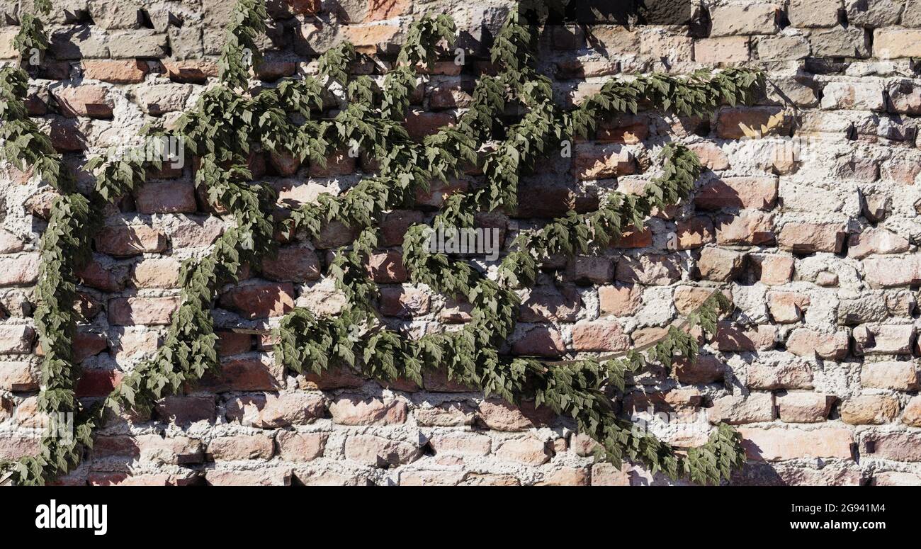 the vine weaves on a brick wall. 3d-render Stock Photo