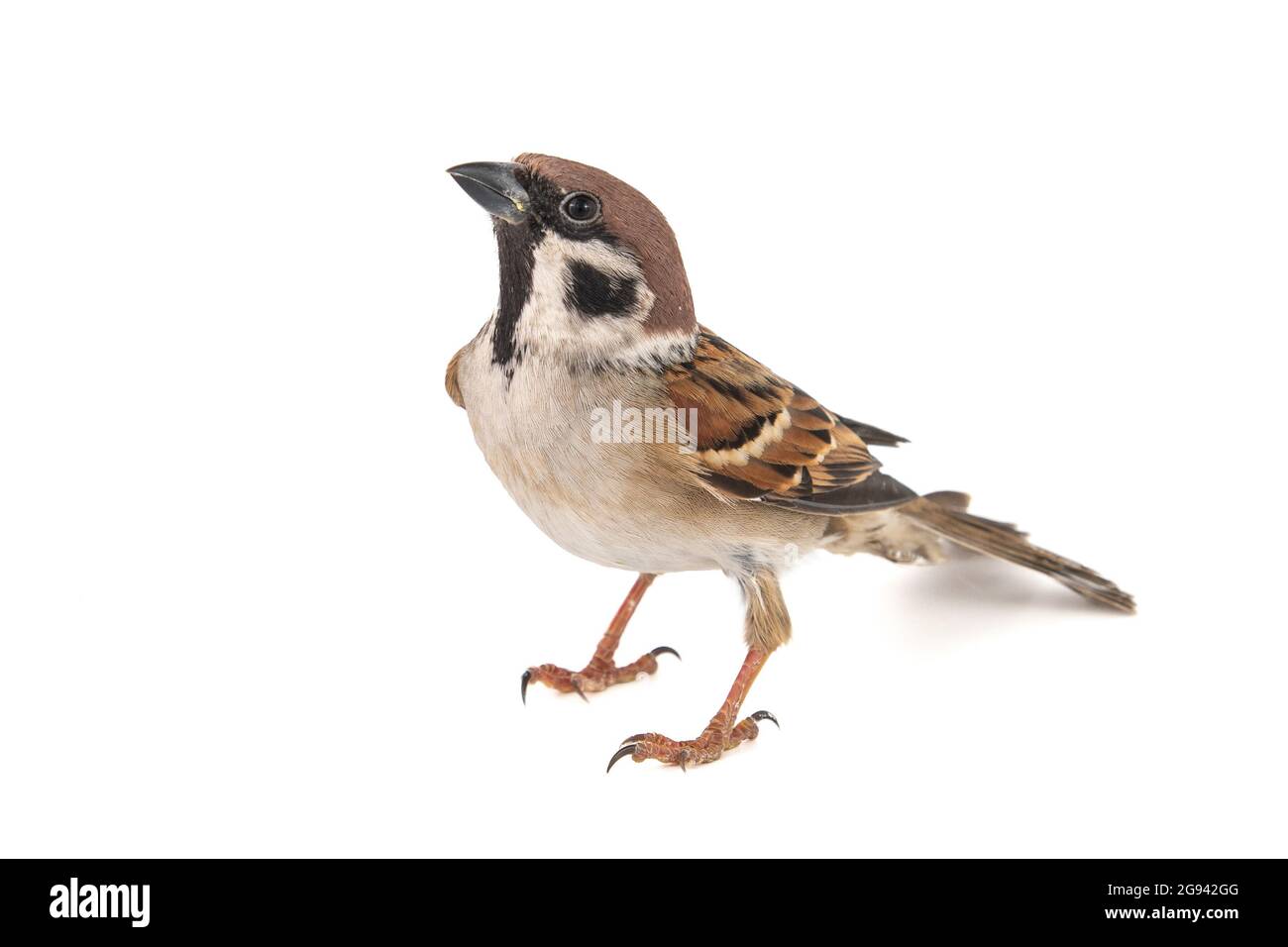 Tree Sparrow (Passer montanus) isolated on white background. Stock Photo
