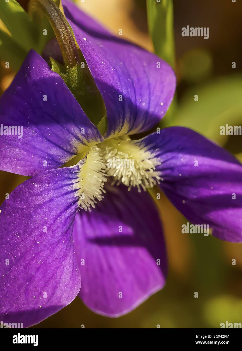 Closeup shot of a marsh blue violet (Viola cucullata) in the sunshine Stock Photo