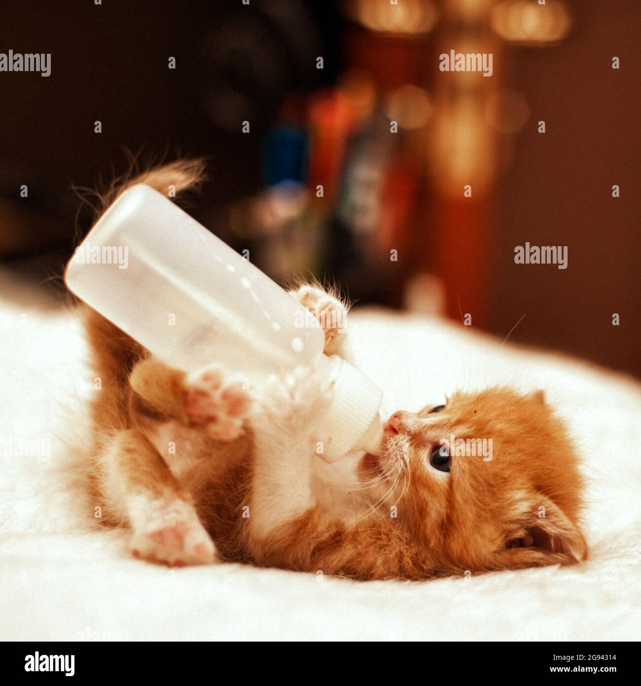 feeding young kittens