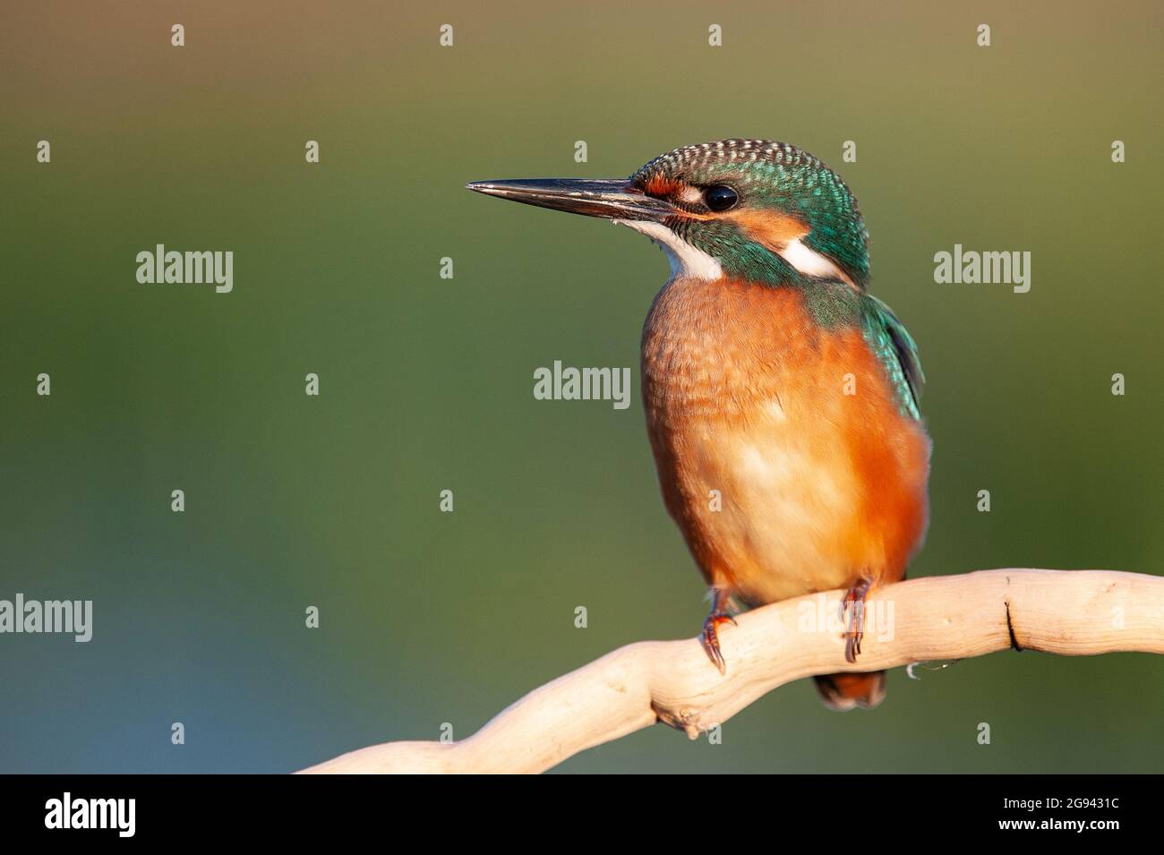 Common Kingfisher (Alcedo atthis) sitting on a stick. Copy space. Stock Photo