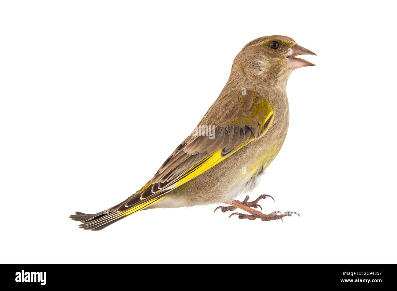 Greenfinch isolated on a white background. Carduelis chloris. Female. Stock Photo