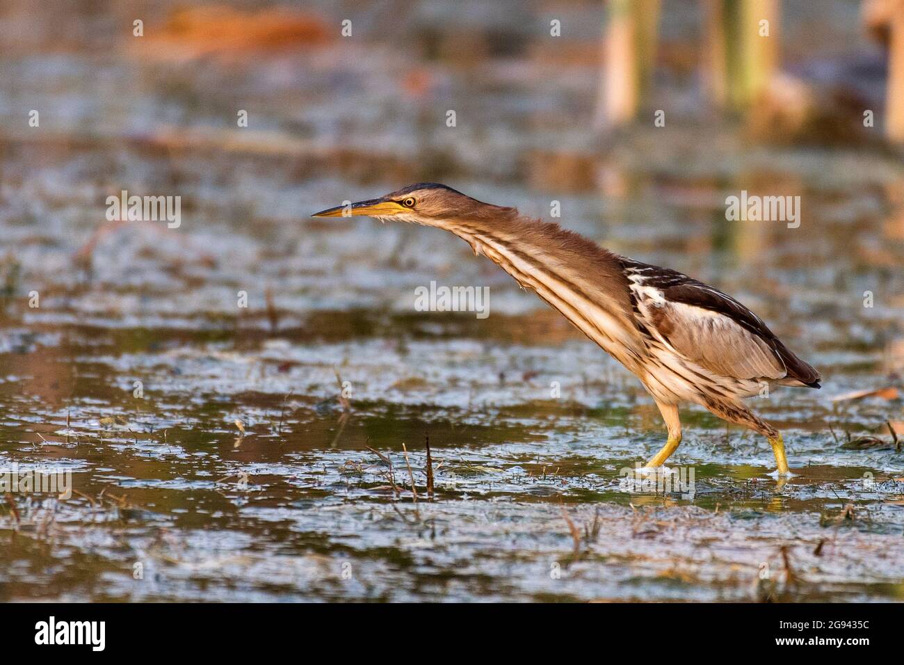 Little bittern Ixobrychus minutus, stands in the water and looks for food. Stock Photo