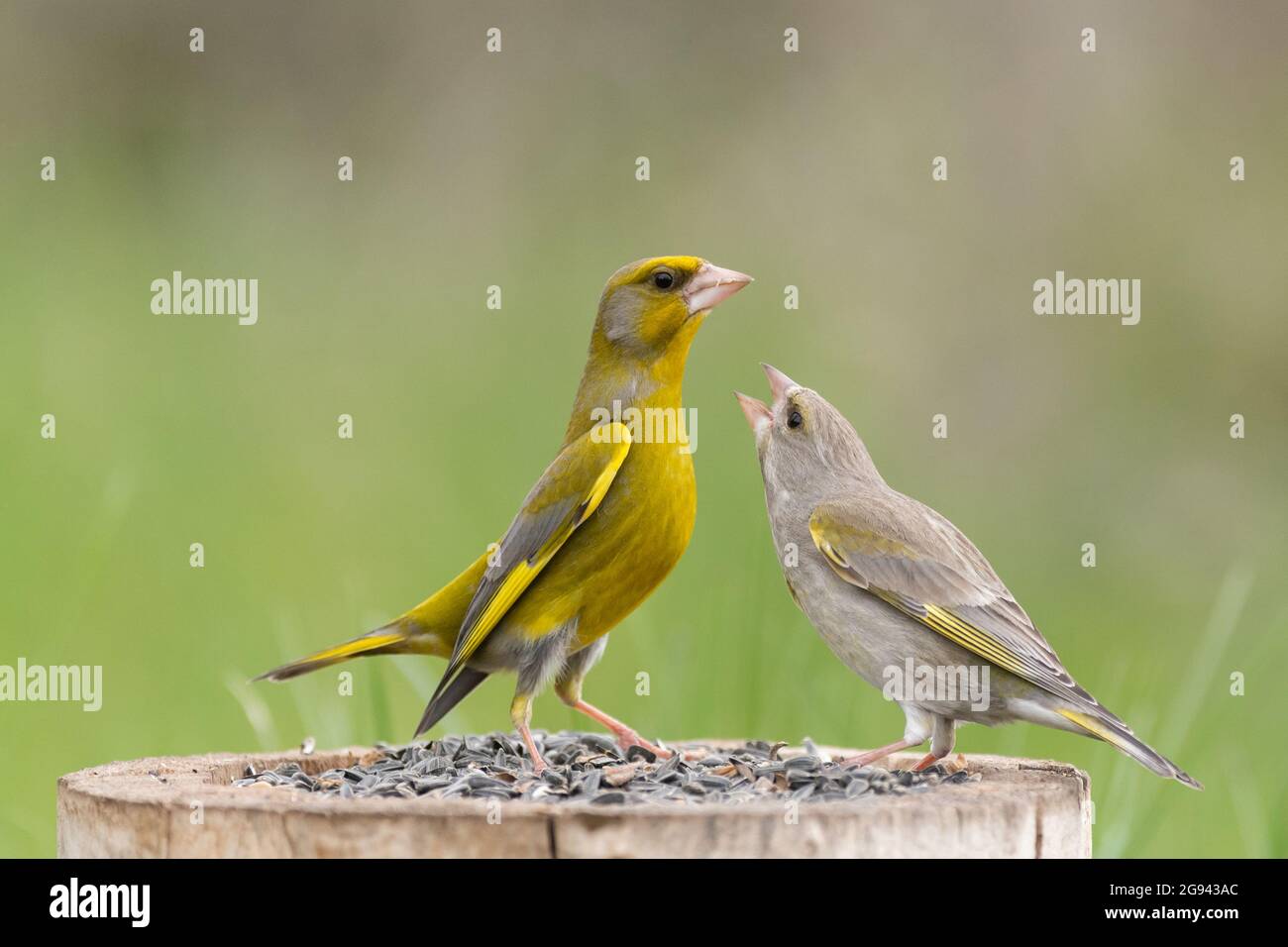 Male and female greenfinch Carduelis chloris. Bird Feeder. Stock Photo