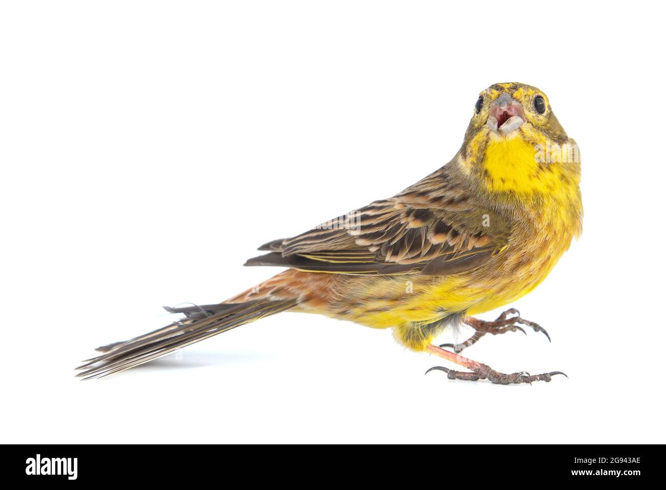 Yellowhammer, Emberiza citrinella, isolated on a white background. Male Stock Photo