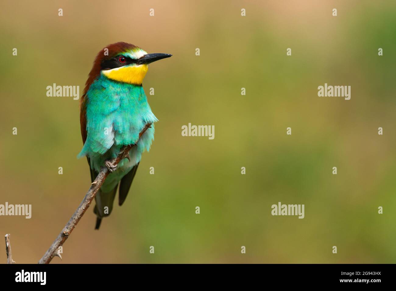 European bee eater Merops apiaster sits on a branch. Stock Photo