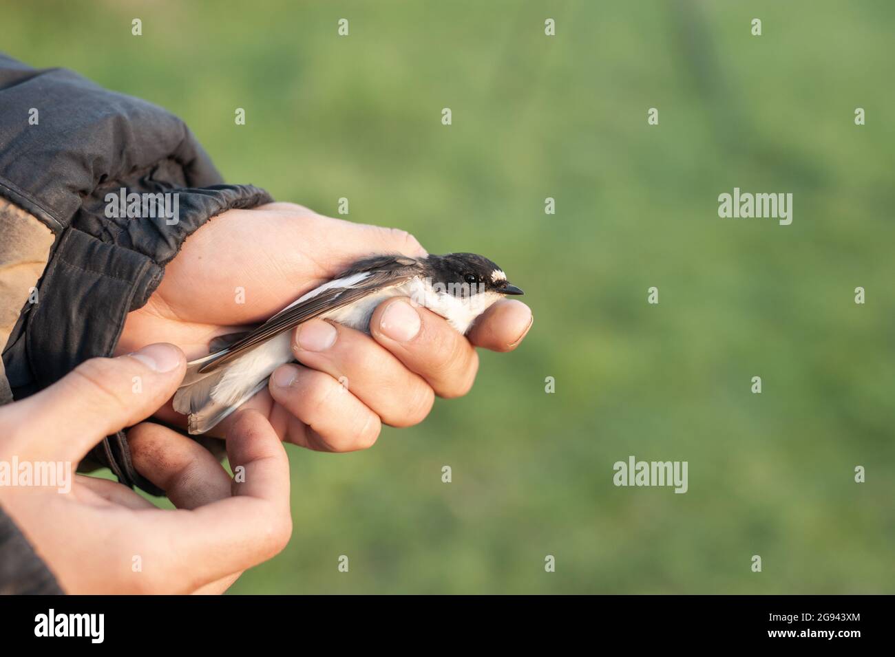 Bird banding by ornithologists during their migration Stock Photo Alamy