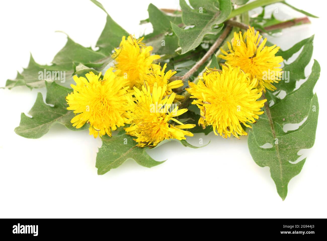 Dandelion Flowers And Leaves Isolated On White Stock Photo - Alamy