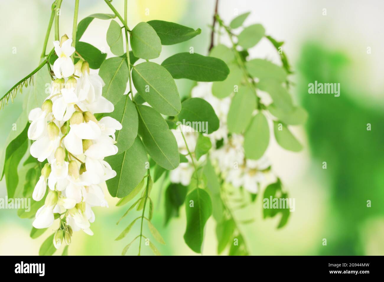 Branch of white acacia flowers on green background Stock Photo Alamy