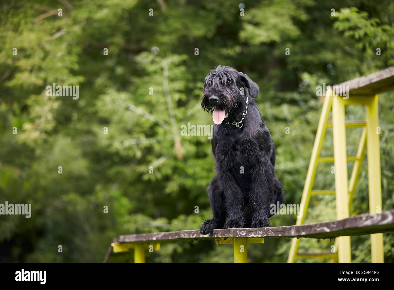 Portrait of dog during obedience training. Giant Schnauzer on obstacle course. Stock Photo