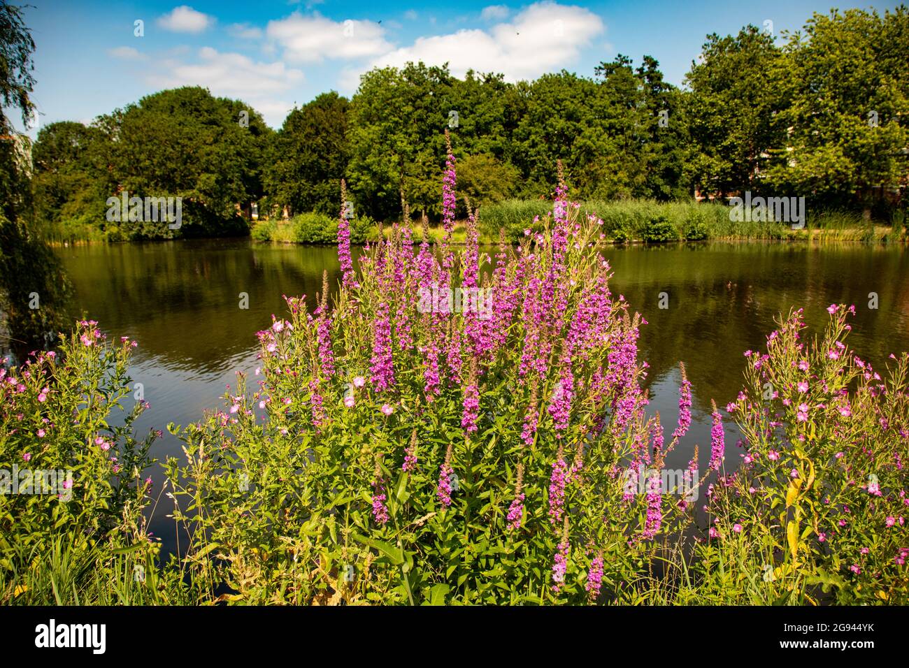A beautiful bush of flowering purple loosestrife on the edge of a pond Stock Photo