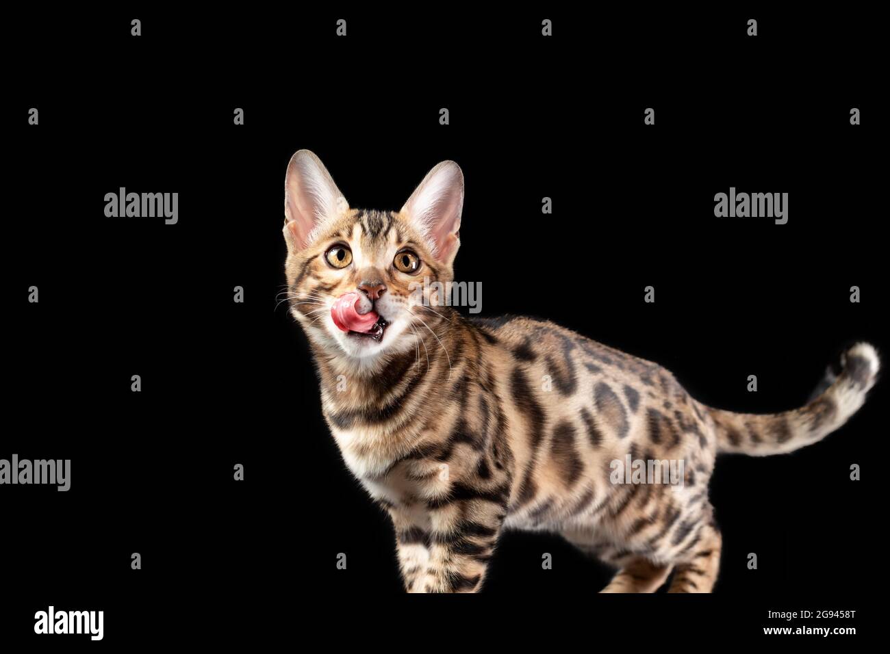 Kitten of bengal cat with tongue out isolated at black background Stock Photo