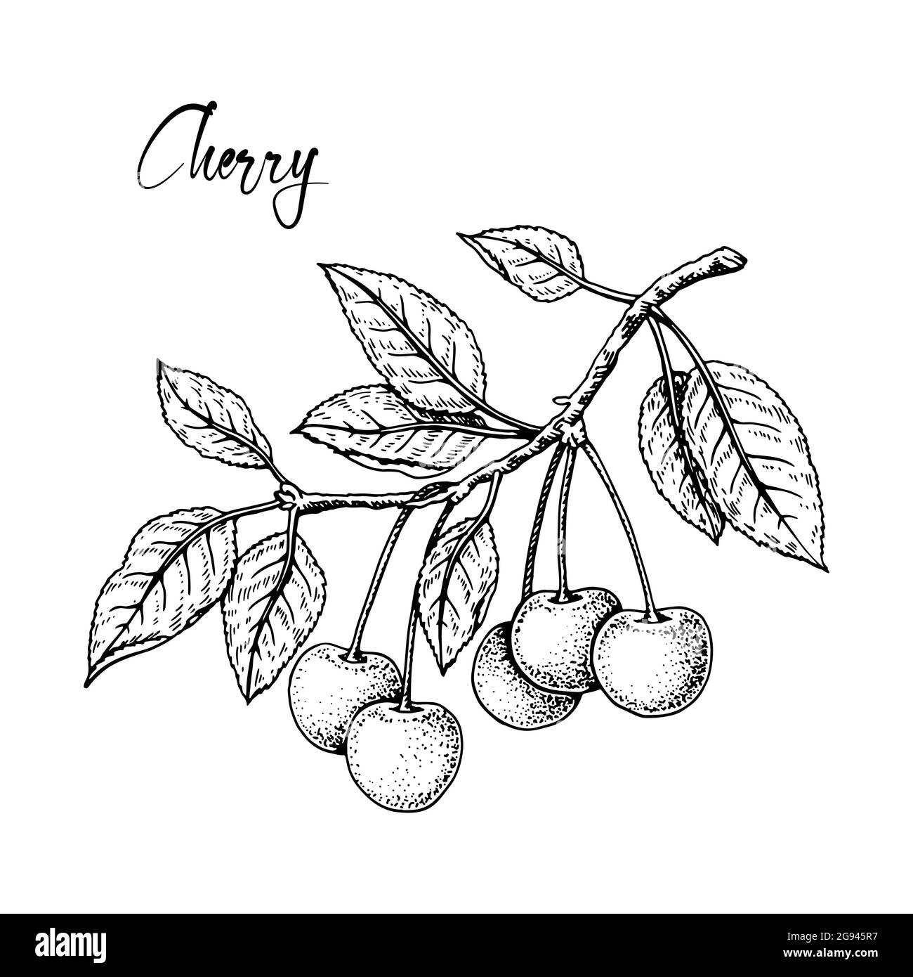 Hand drawn cherry branch with berries isolated on white background ...