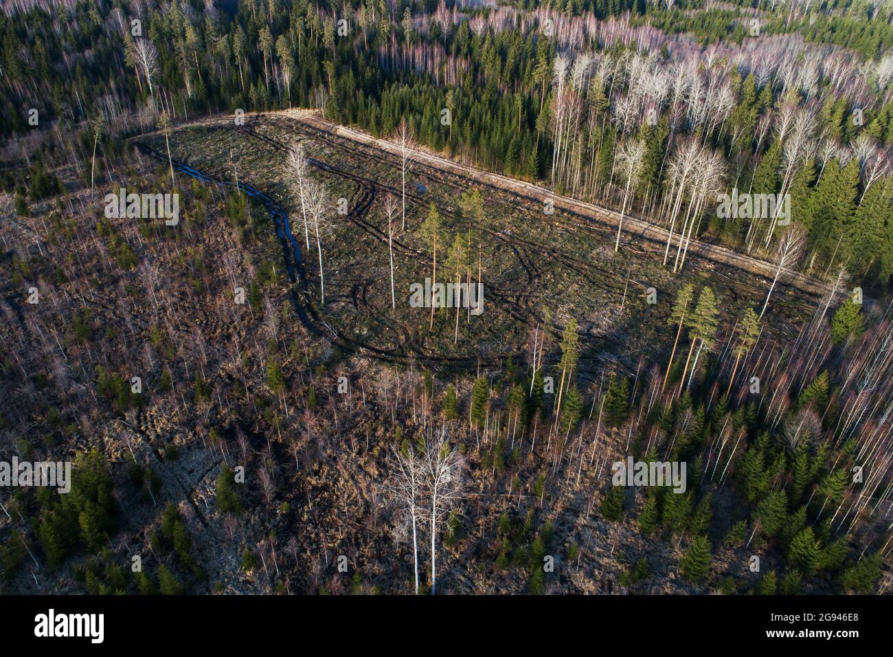 An aerial of a woodland with mixed forests and clear-cut areas in Estonia, Northern Europe. Stock Photo
