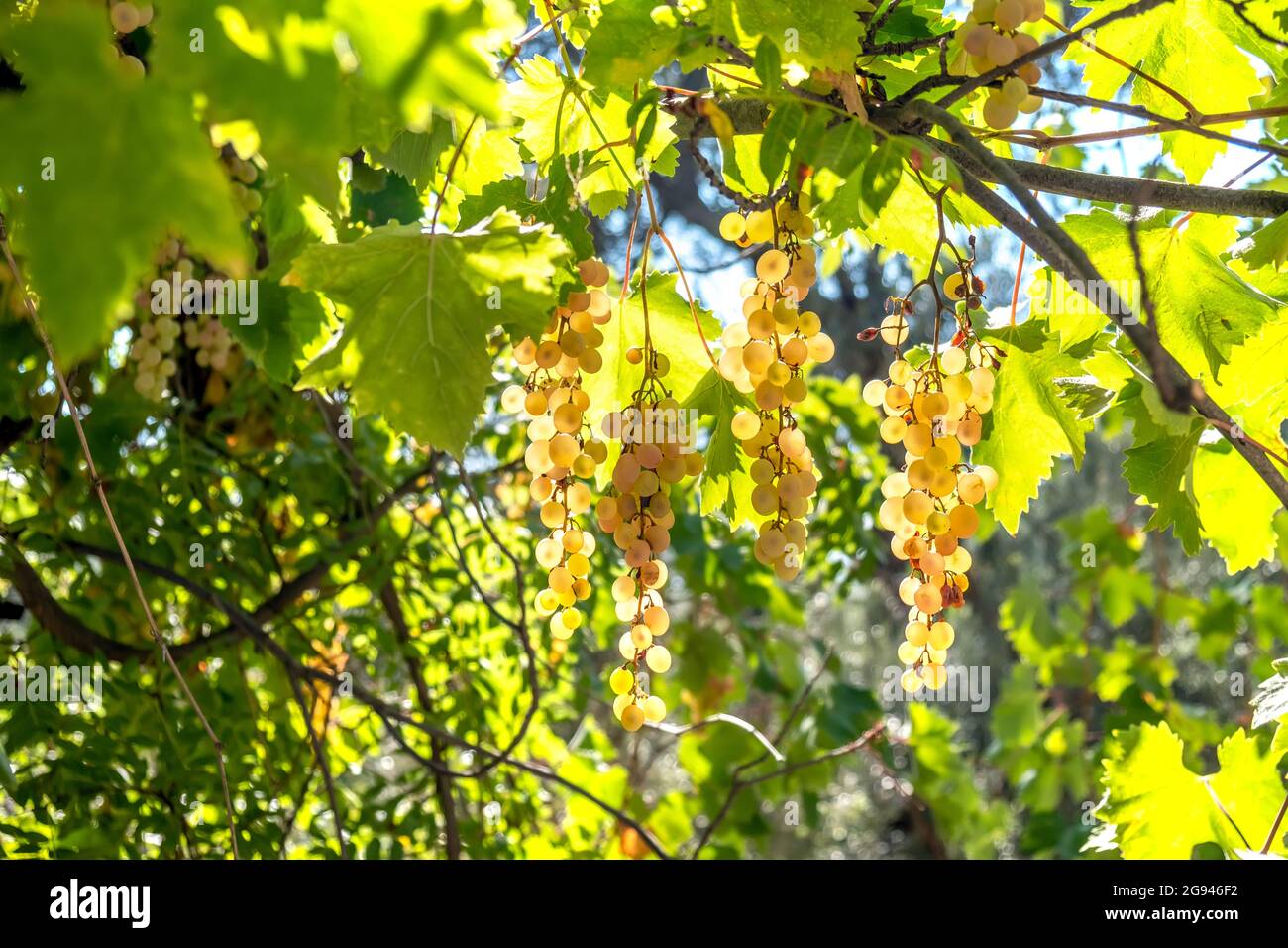 ripe bunches of grapes, raw material for making wine. Stock Photo