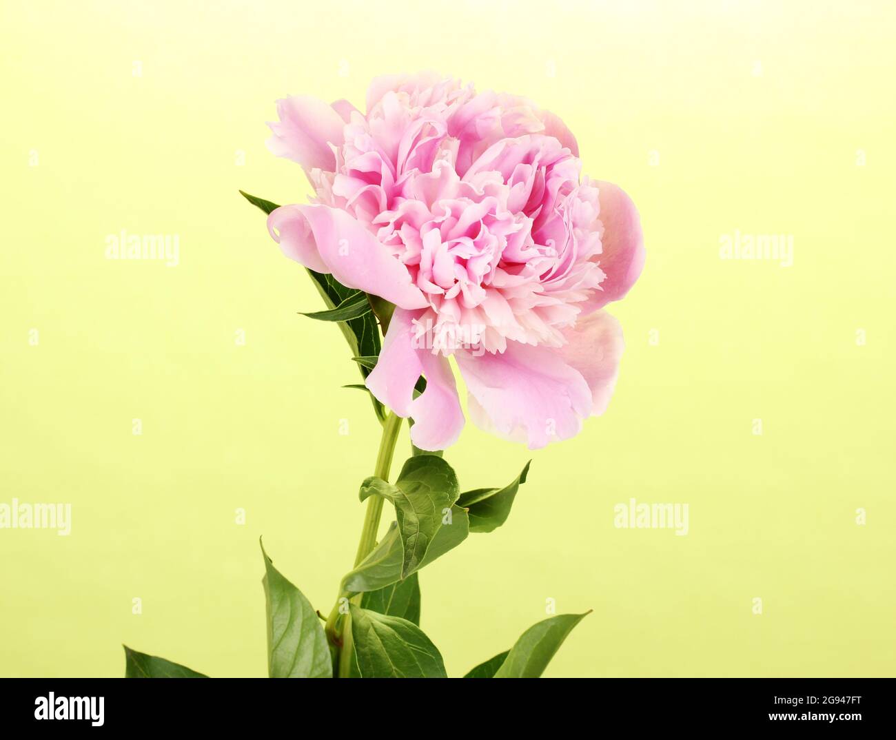 Pink peony on green background Stock Photo - Alamy