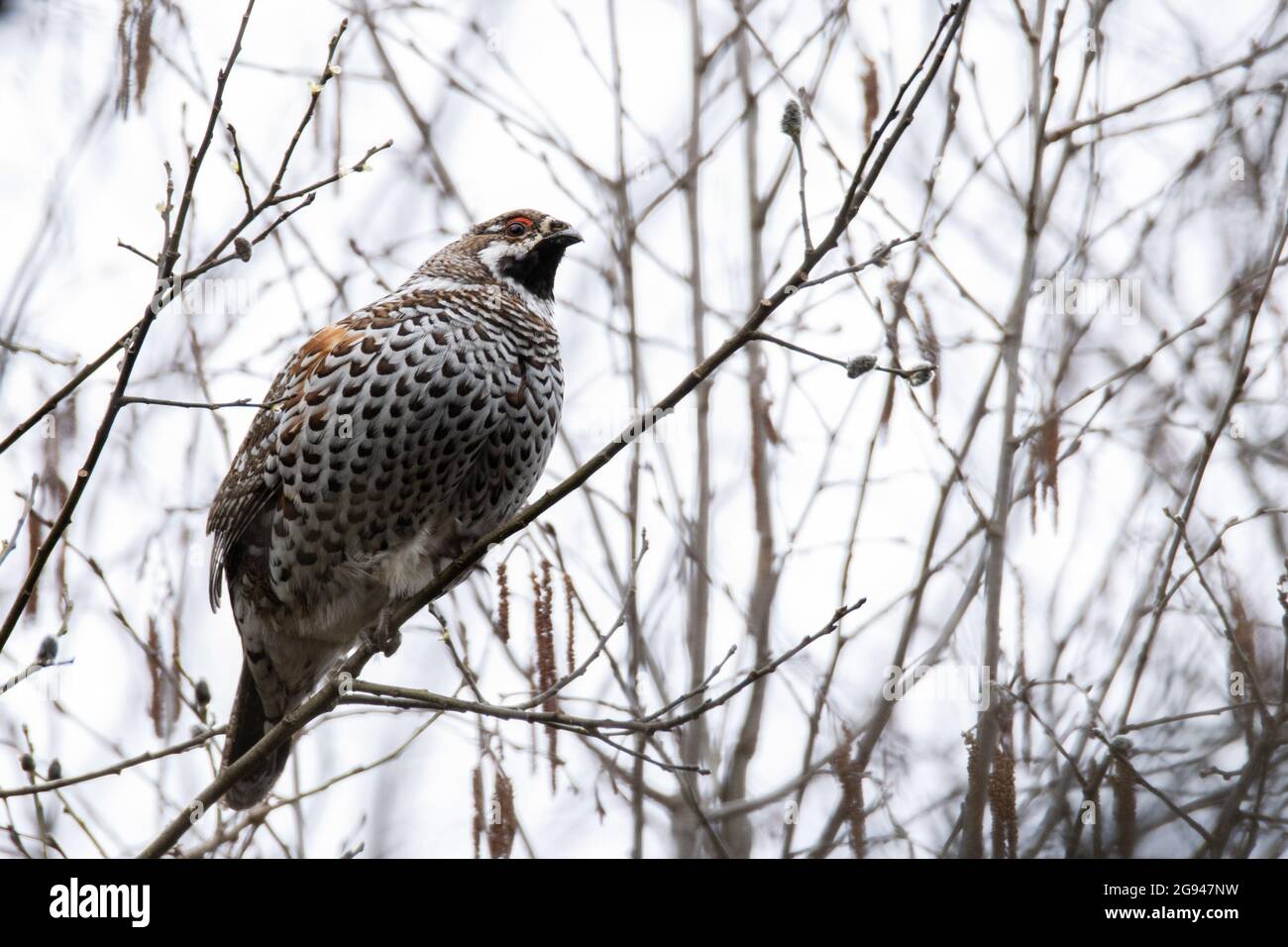 Male Hazel grouse, Tetrastes bonasia perched on a Willow branch in Estonian forest. Stock Photo