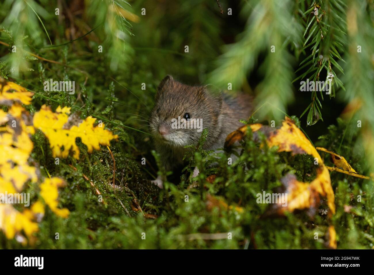 Small and adorable rodent Bank vole, Myodes glareolus in autumnal forest in Estonia, Northern Europe. Stock Photo