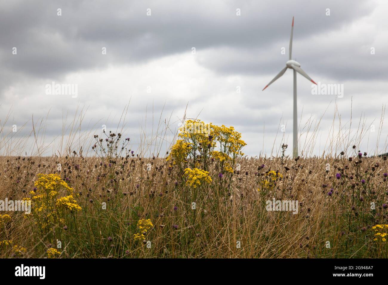 ragwort (Jacobaea vulgaris) in a field near Billerbeck, wind turbine, Muensterland, North Rhine-Westphalia, Germany.  Jakobs-Greiskraut (Jacobaea vulg Stock Photo