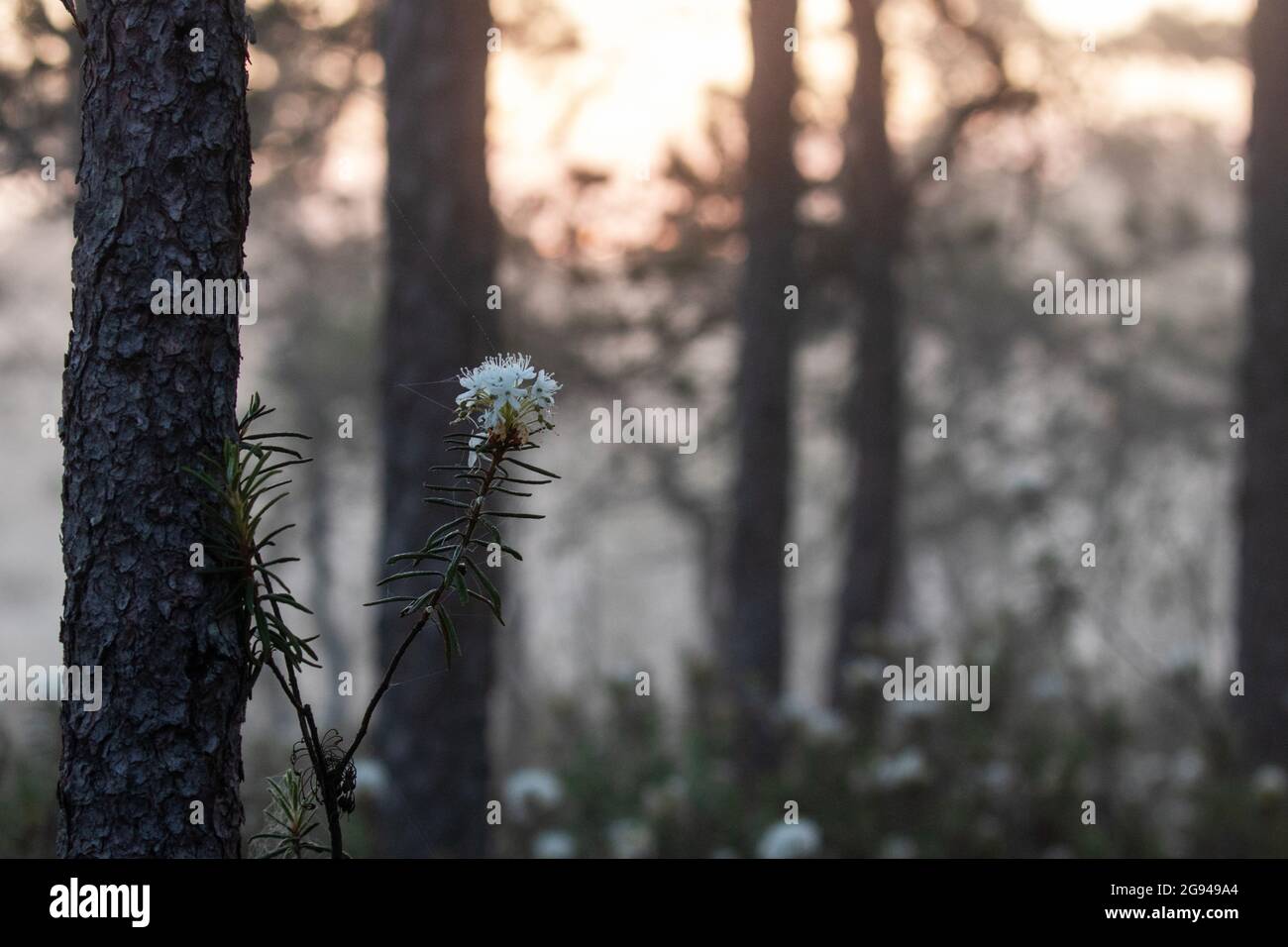 Beautiful Marsh Labrador tea, Rhododendron tomentosum blooming in a bog during an early summer morning in Soomaa National Park. Stock Photo