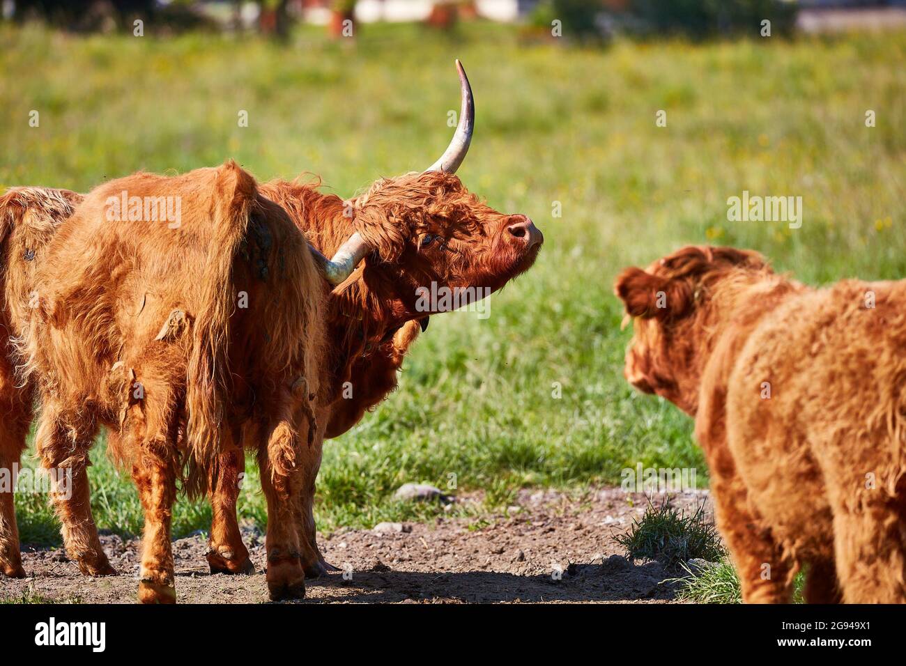 Grazing Highland cattle in Rheintal valley near Buchs Switzerland with Werdenberg Castle in background. Stock Photo