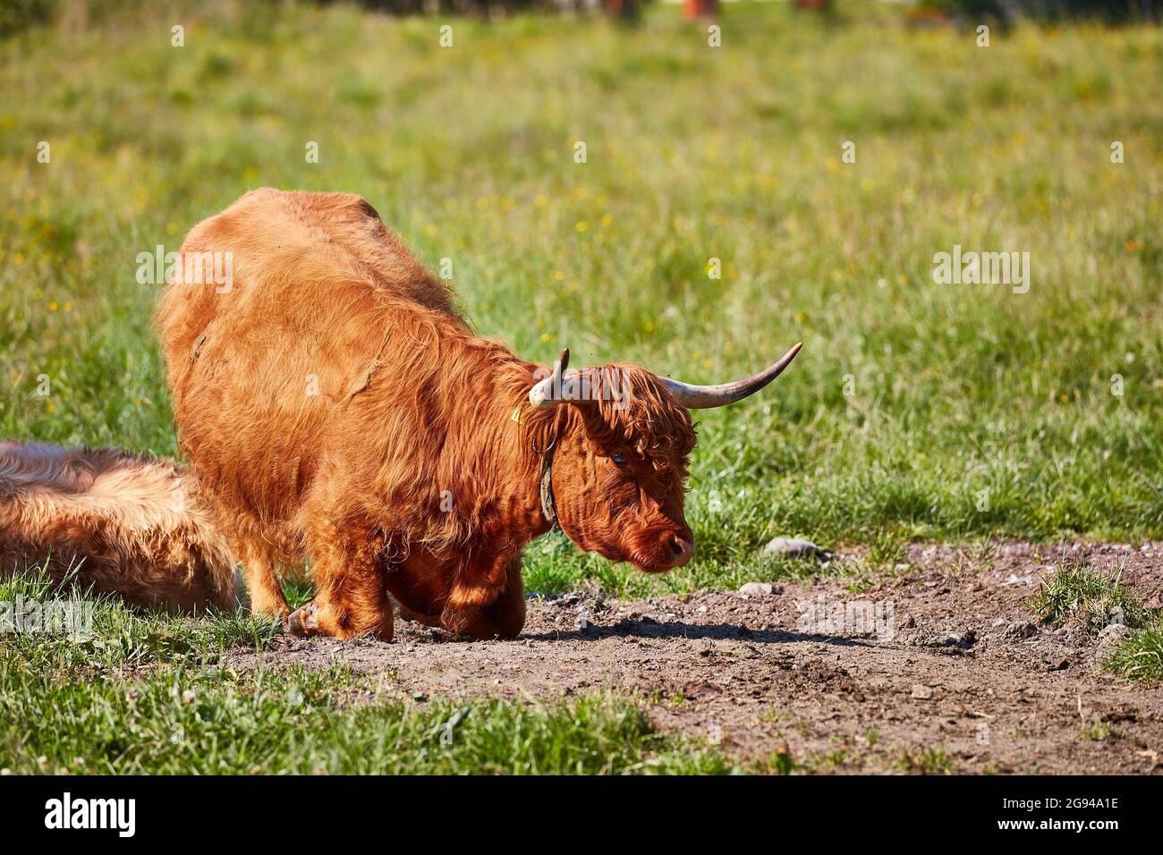 Grazing Highland cattle in Rheintal valley near Buchs Switzerland with Werdenberg Castle in background. Stock Photo