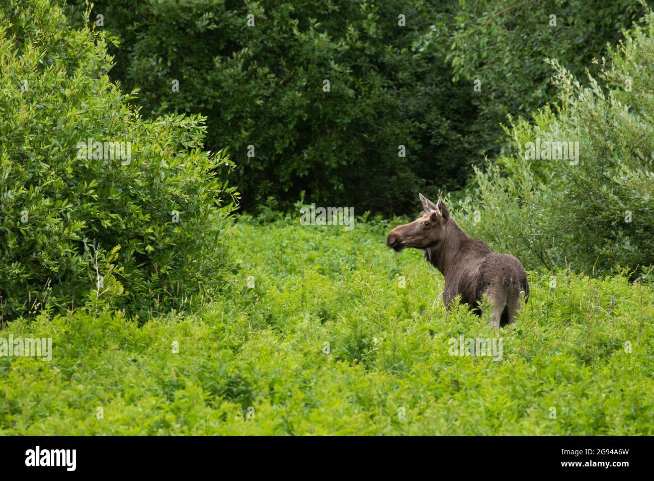 A large European mammal Elk, Alces alces in the middle of lush flooded meadow bushes during summertime in Estonia. Stock Photo