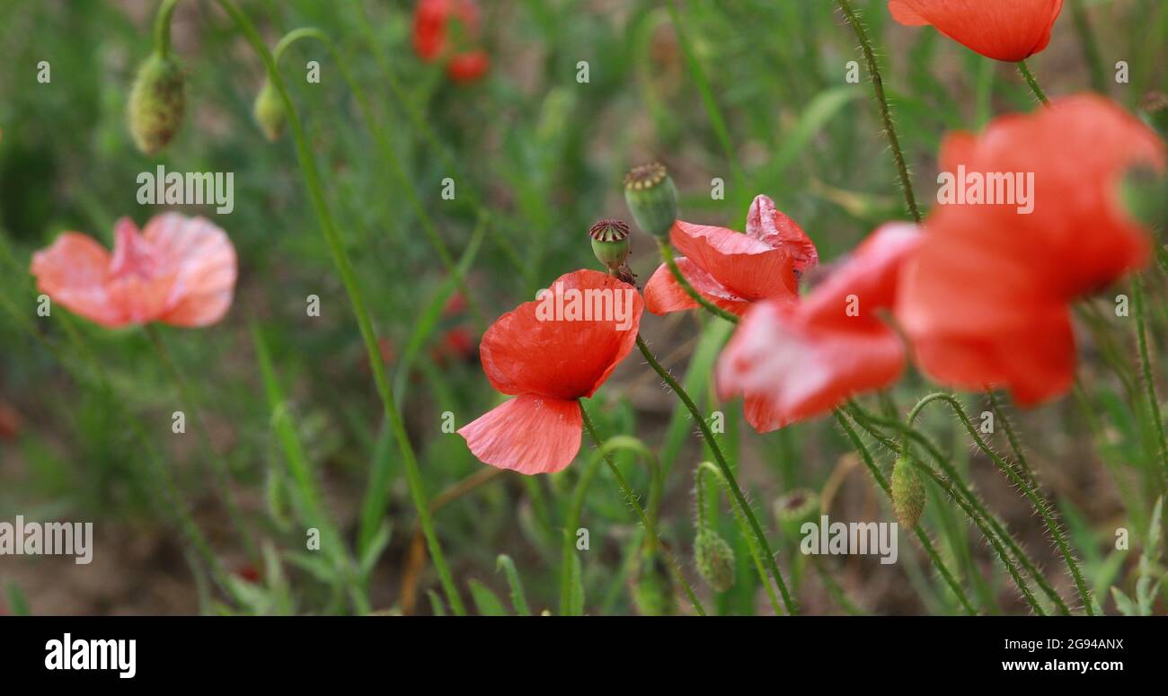 Movie with red poppies Stock Photo