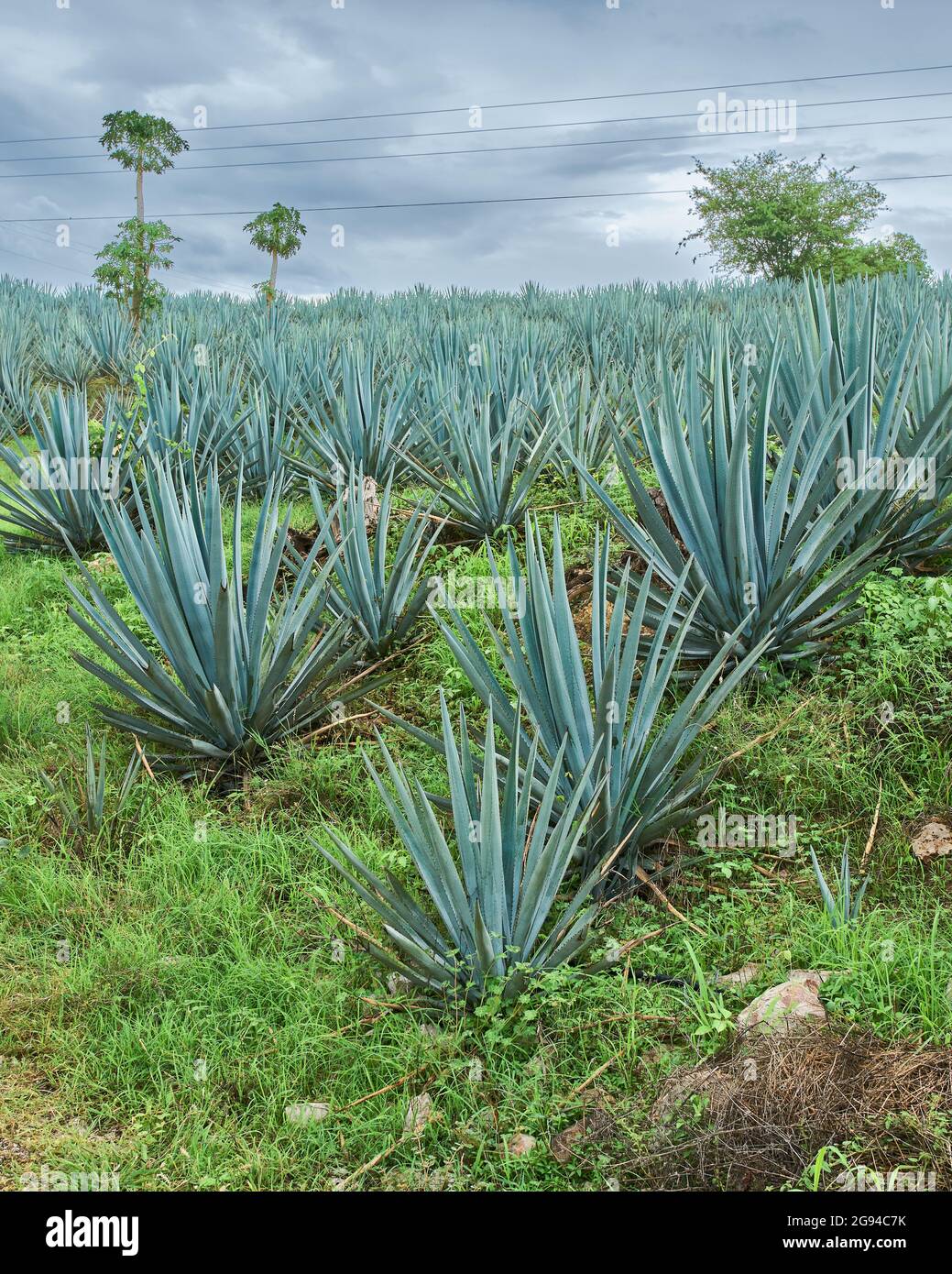 Plantation of blue agave in the field to make tequila Stock Photo