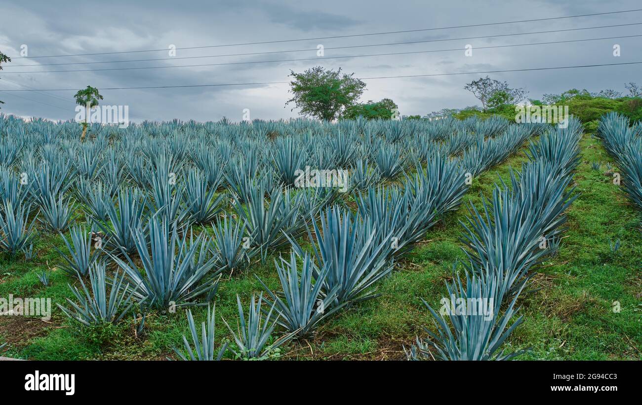 Plantation of blue agave in the field to make tequila Stock Photo
