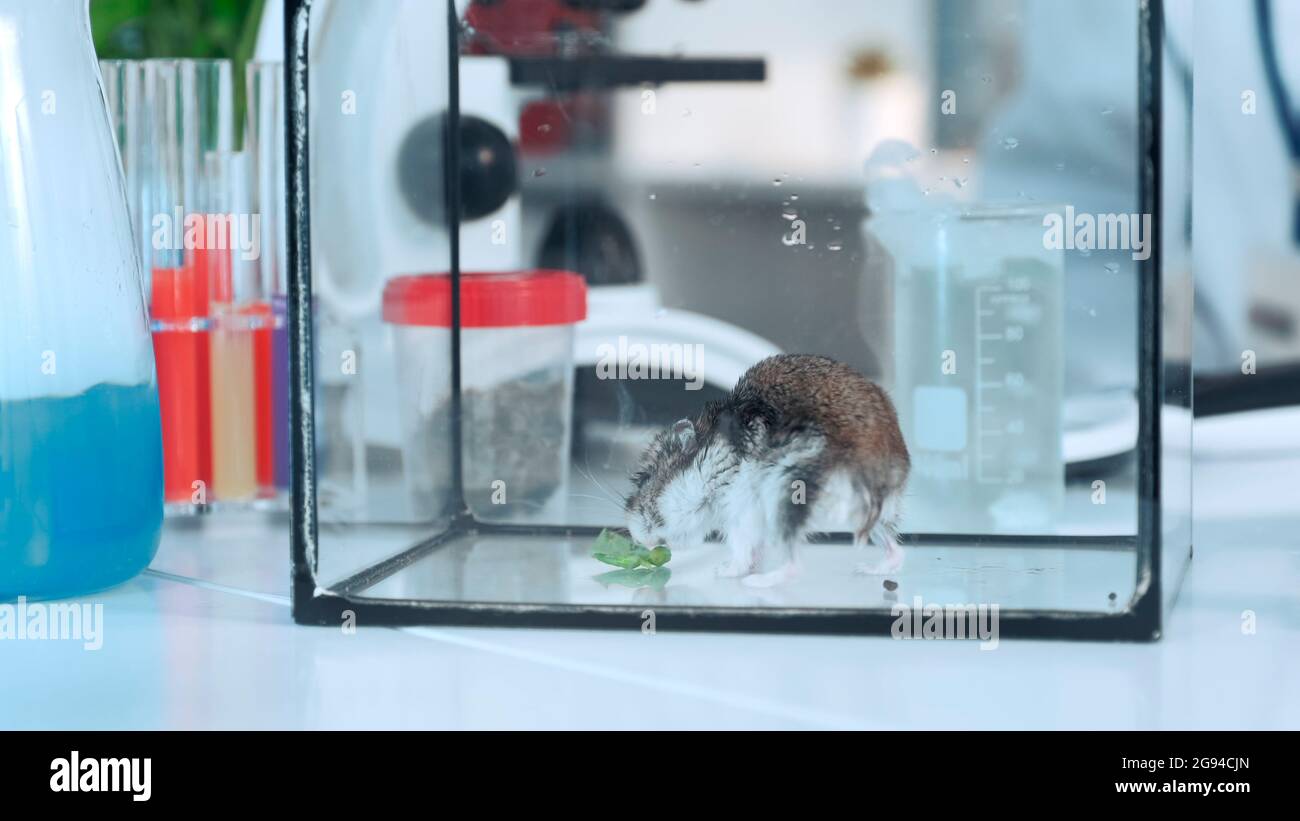 Close-up shot of scientist hand giving to a hamster organic material to eat in chemistry lab during the experiment Stock Photo