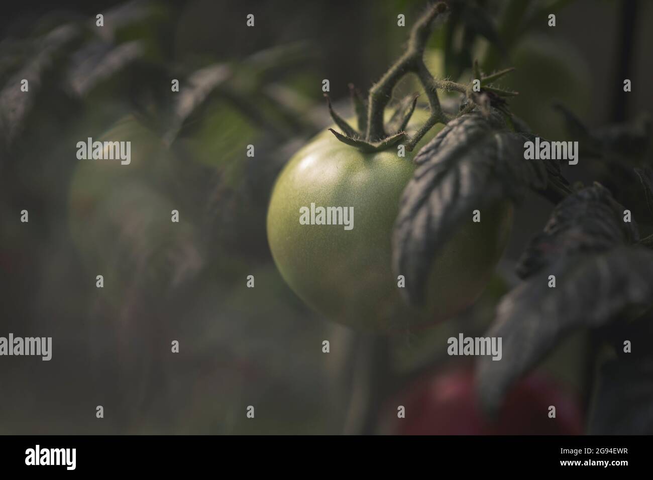 Growing tomatoes in pots in Orlando, Florida Stock Photo Alamy