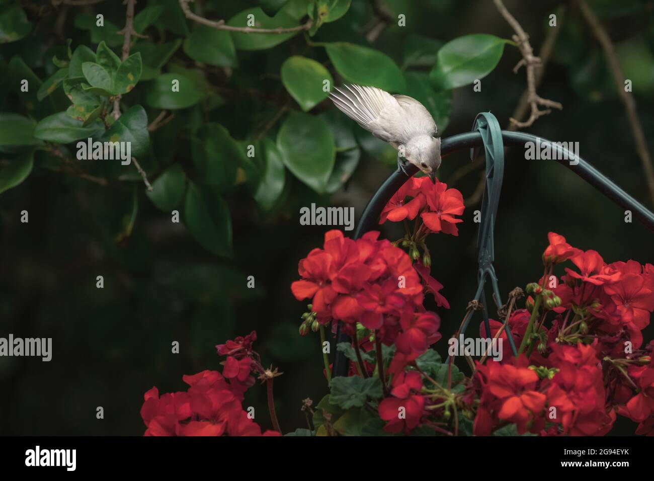 Small white bird perches on hanging basket of red begonias Stock Photo