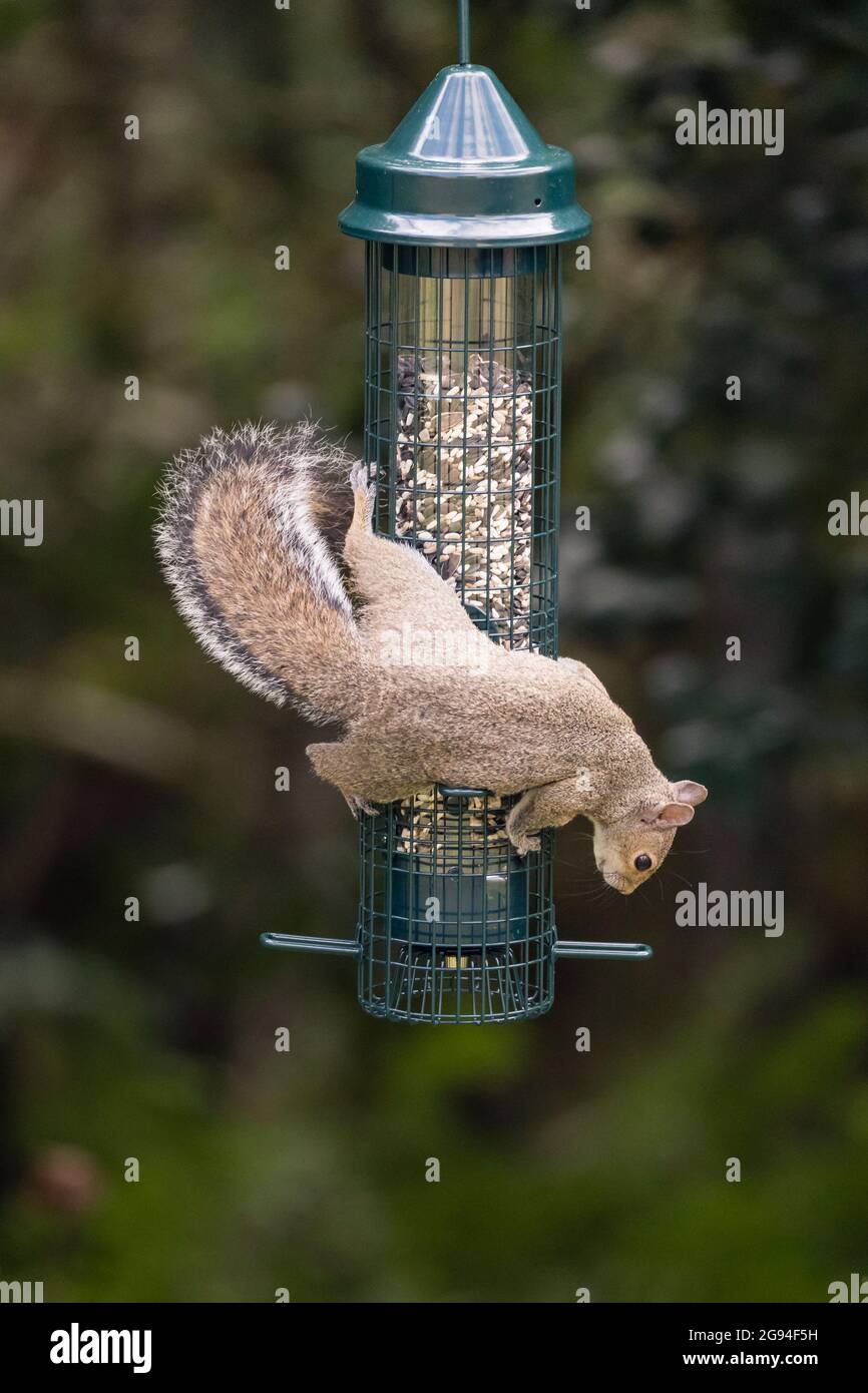 Pesky squirrel climbs hanging bird feeder to steal bird seed Stock Photo Alamy