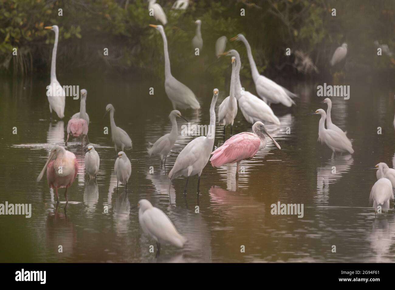 Pink spoonbill Florida native wading bird in pond of white birds Stock