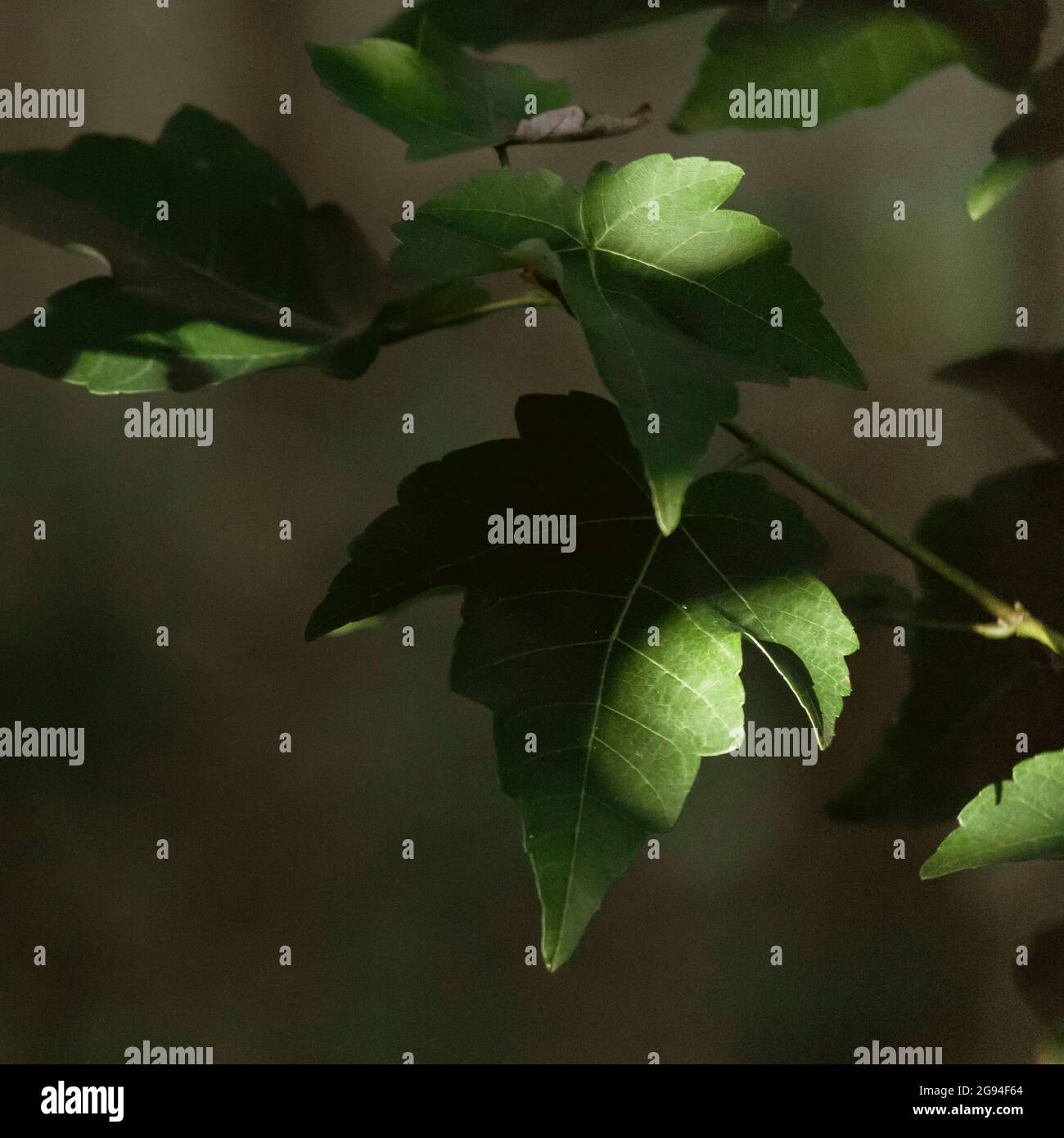 Dappled light photography hi-res stock photography and images - Alamy