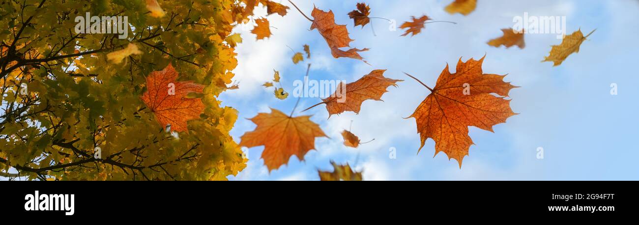 Colorful autumn leaves in red and golden falling from a maple tree, blue sky with clouds, panoramic format, motion blur, selected focus, narrow depth Stock Photo