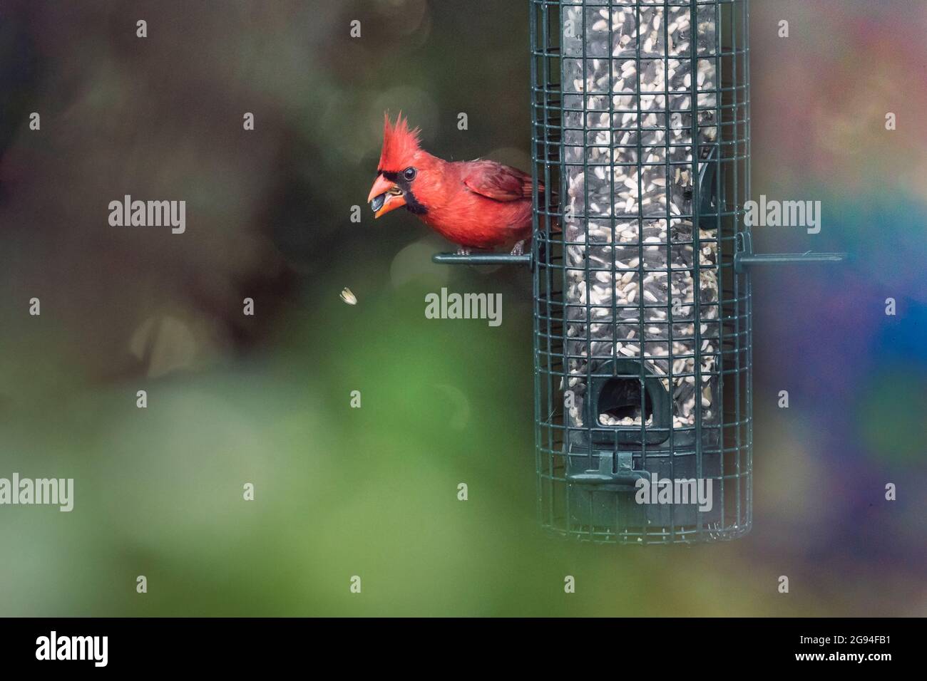 Male cardinal eats from backyard bird feeder with rainbow Stock Photo
