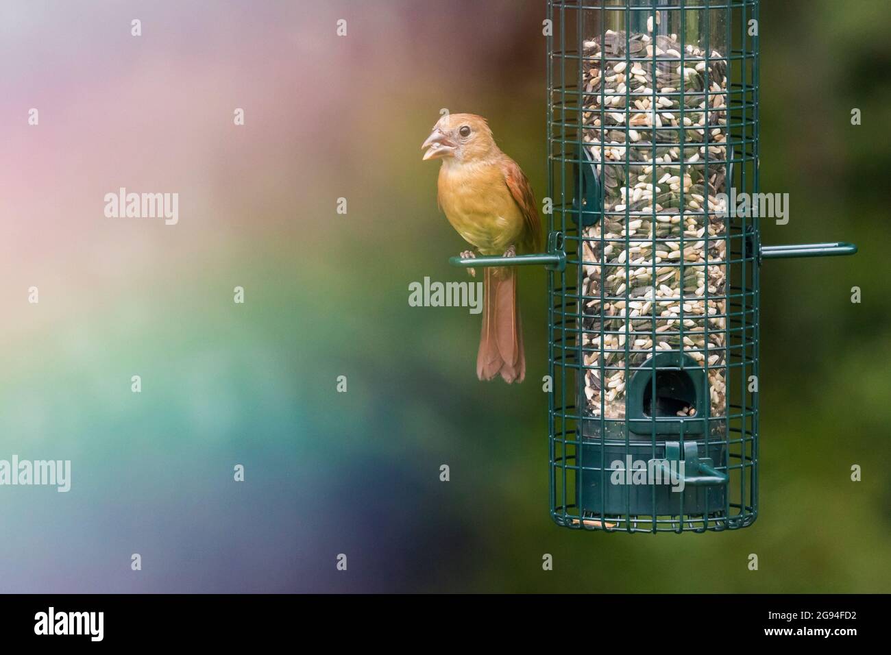 Female cardinal eats from backyard bird feeder with rainbow Stock Photo