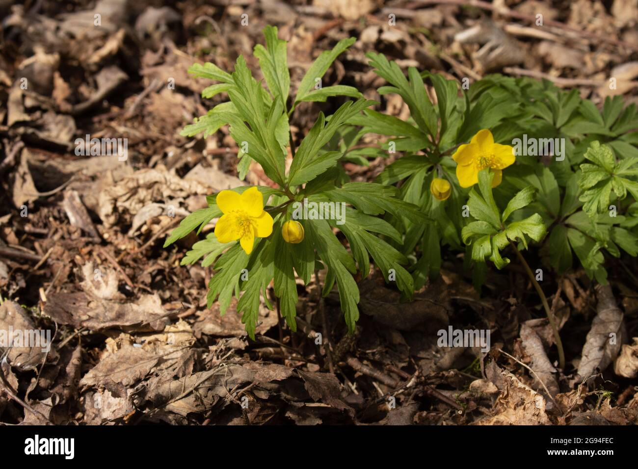 Blooming Yellow wood anemone, Anemonoides ranunculoides in a springtime forest in Northern Europe. Stock Photo