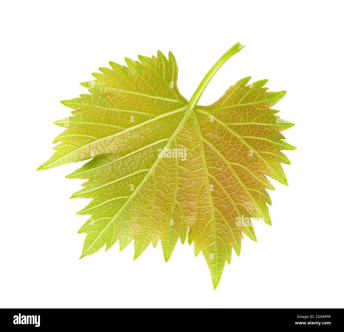 Green grape leaf isolated on white background. Clipping path Stock ...