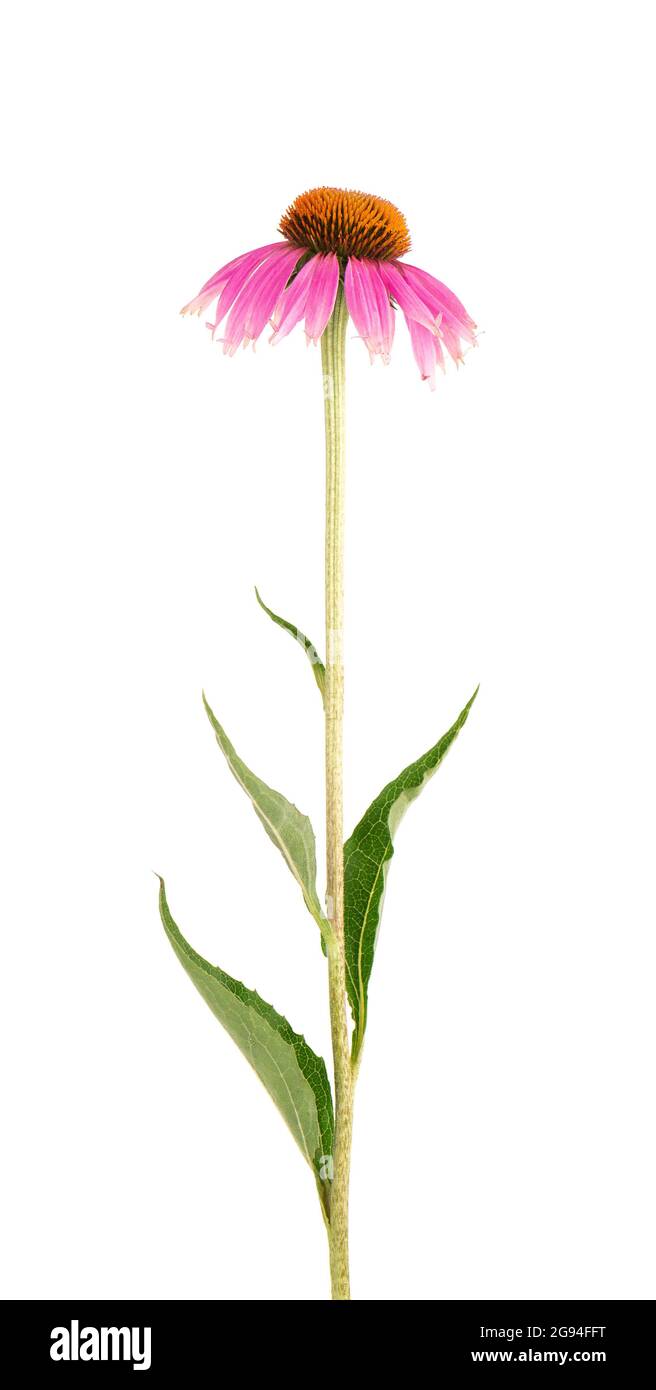 Echinacea purpurea flowers isolated on white background. Medicinal herbal plant. Stock Photo